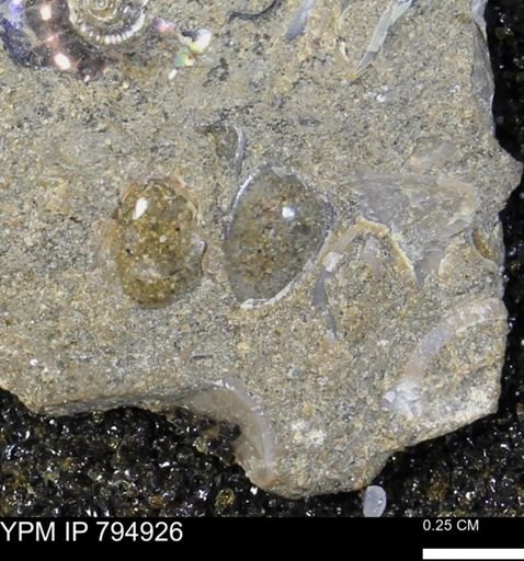 undet. Bivalvia