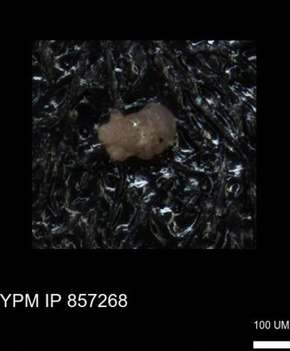 undet. Foraminiferida