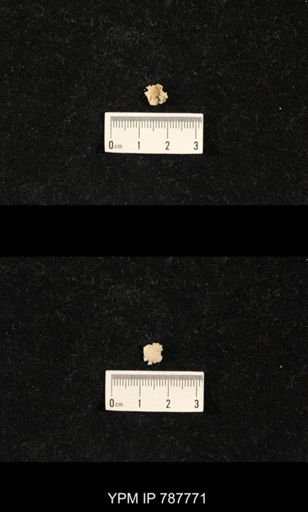 undet. Brachiopoda