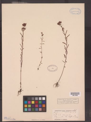 Hypericum canadense