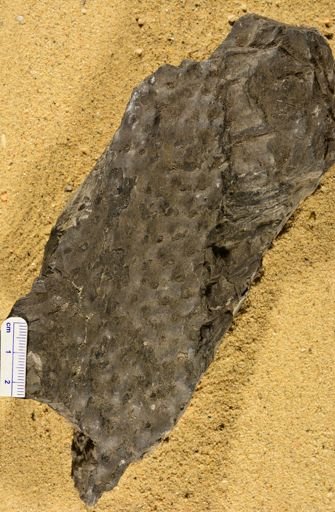 Stigmaria ficoides