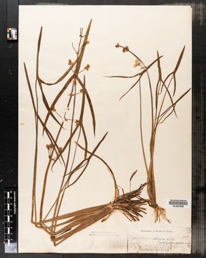 Sagittaria latifolia