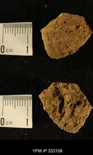 Bryozoa?