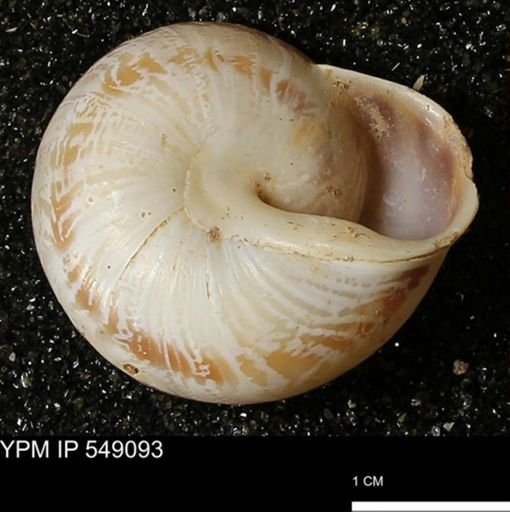 Helicidae?