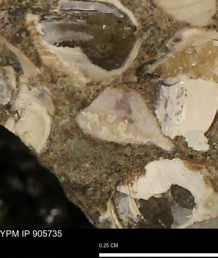 undet. Mollusca
