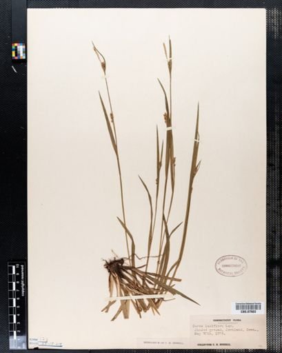 Carex laxiflora