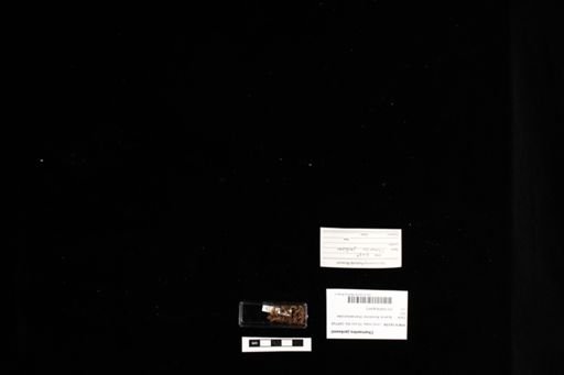 Chamaeleo jacksonii