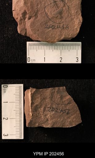 Holcoptera schlotheimi