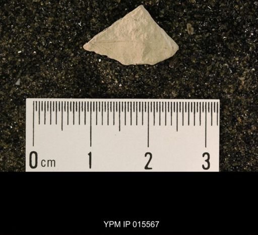 Probnis speciosa