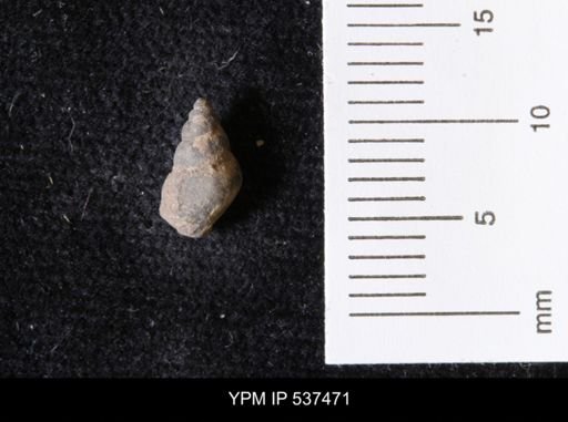Goniobasis ortmanni