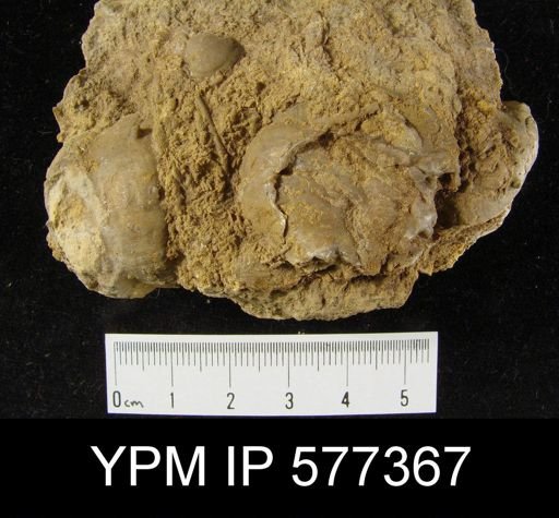 Productus horridus