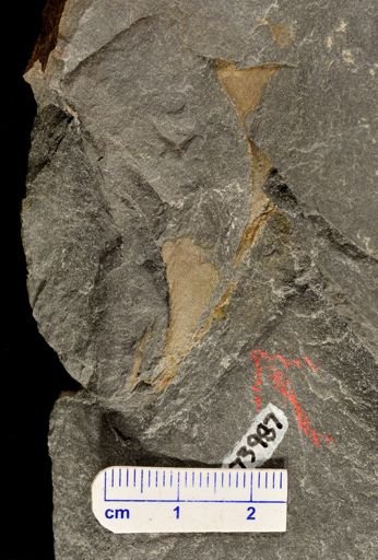 Eddya sullivanensis