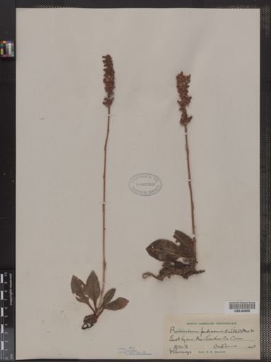 Peramium pubescens