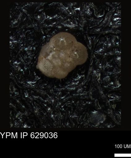 undet. Foraminiferida