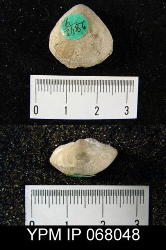 Meristina sp.