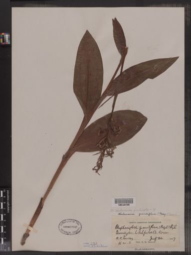 Habenaria fimbriata
