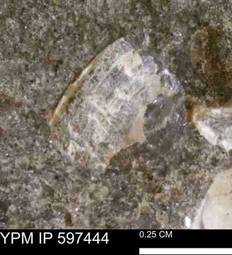 undet. Bivalvia