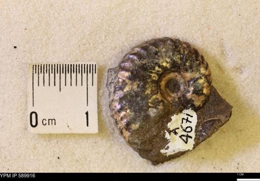 Jeletzkytes nebrascensis
