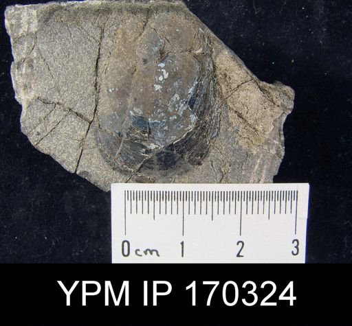 Lingula quebecensis