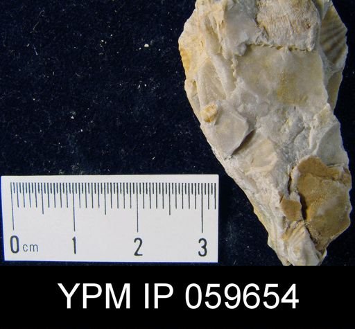 Chonostrophia reversa