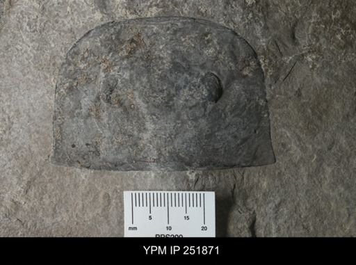 Eurypterus sp.