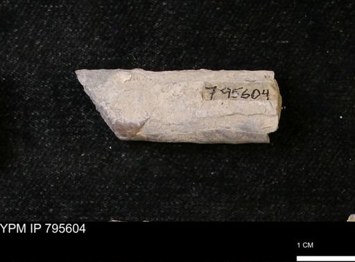 Baculites sp.