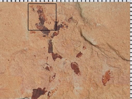 Auchenorrhyncha?