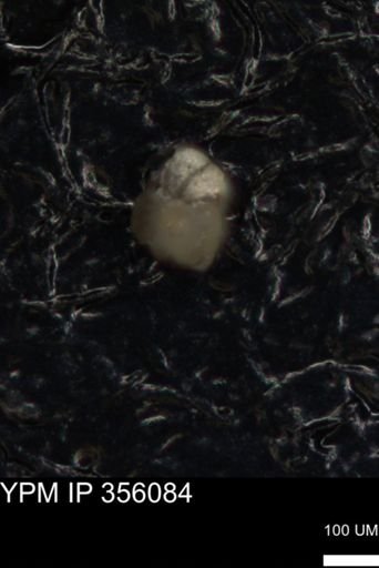 undet. Foraminiferida