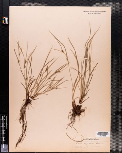Carex oligocarpa