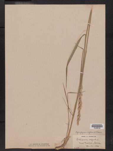 Elymus repens