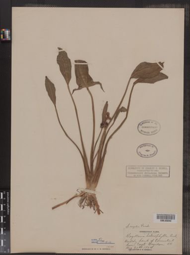 Sagittaria heterophylla var. rigida