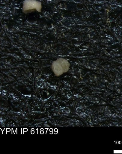 undet. Foraminiferida