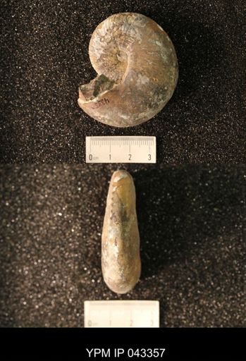 Hoploscaphites nicolletii