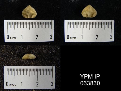Trigonirhynchia tennesseensis