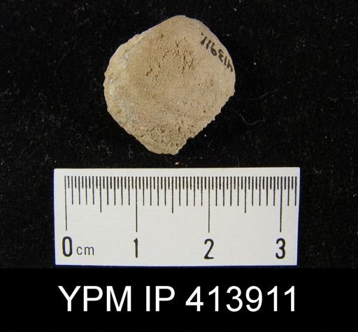 undet. Brachiopoda