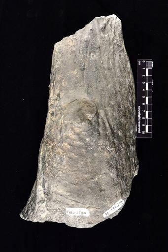 Stigmaria sp.