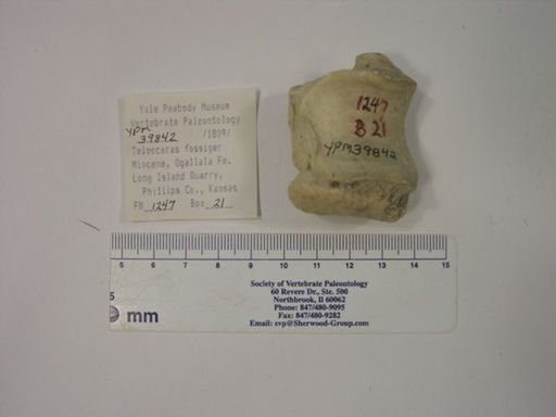 Teleoceras fossiger
