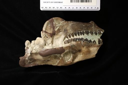 Oreodontidae