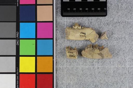 Hyaenodon sp.