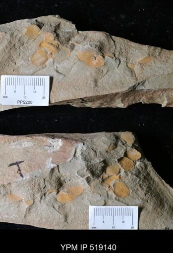 Brevipelta chouberti