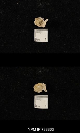 undet. Brachiopoda