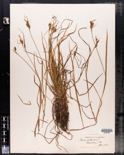 Carex pallescens