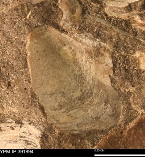 Protocardia sp.