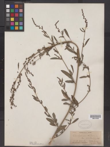 Chenopodium lanceolatum