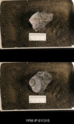 Lophospira sp.