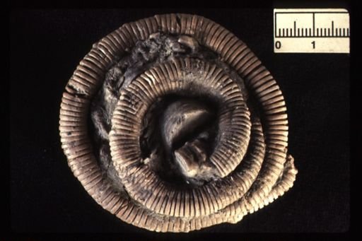 Gilbertsocrinus tuberosus
