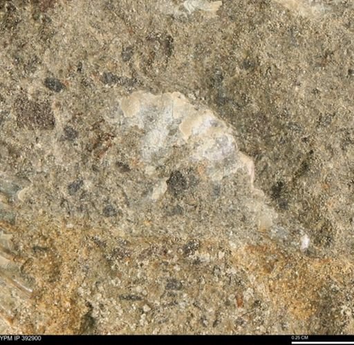 Scaphites sp.
