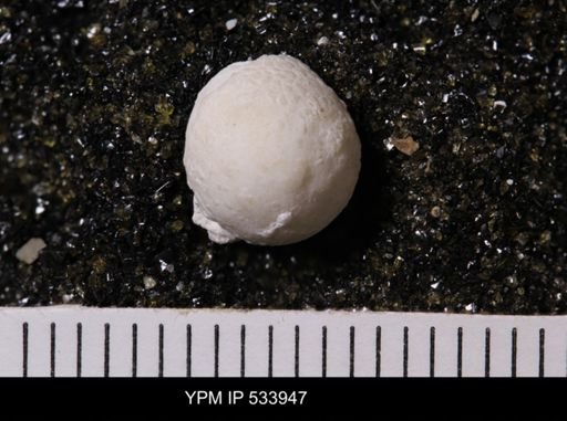 Agelasida
