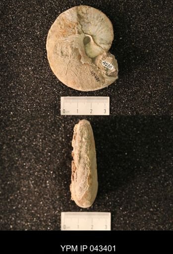 Hoploscaphites nicolletii