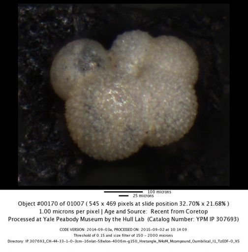 Globigerinella siphonifera